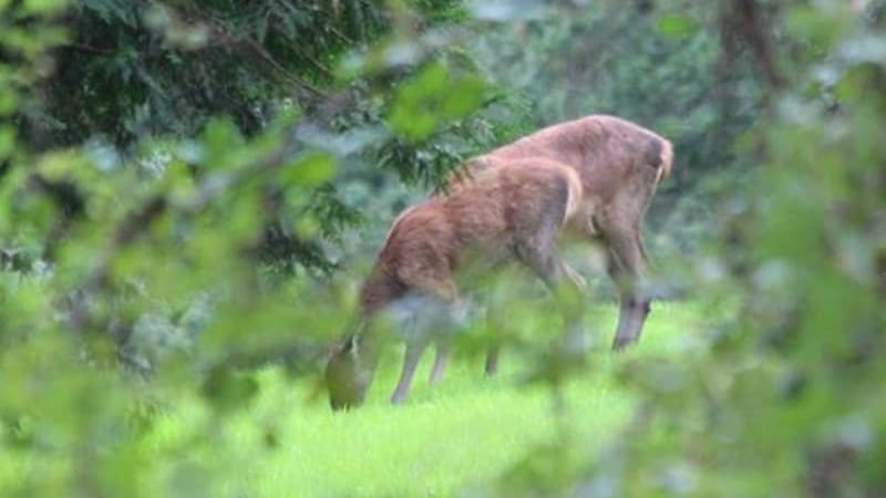 Deer