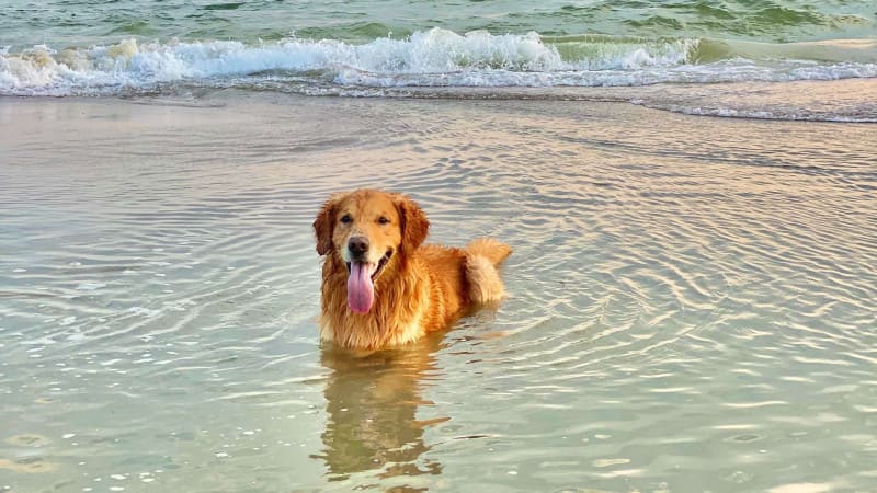 dog in water
